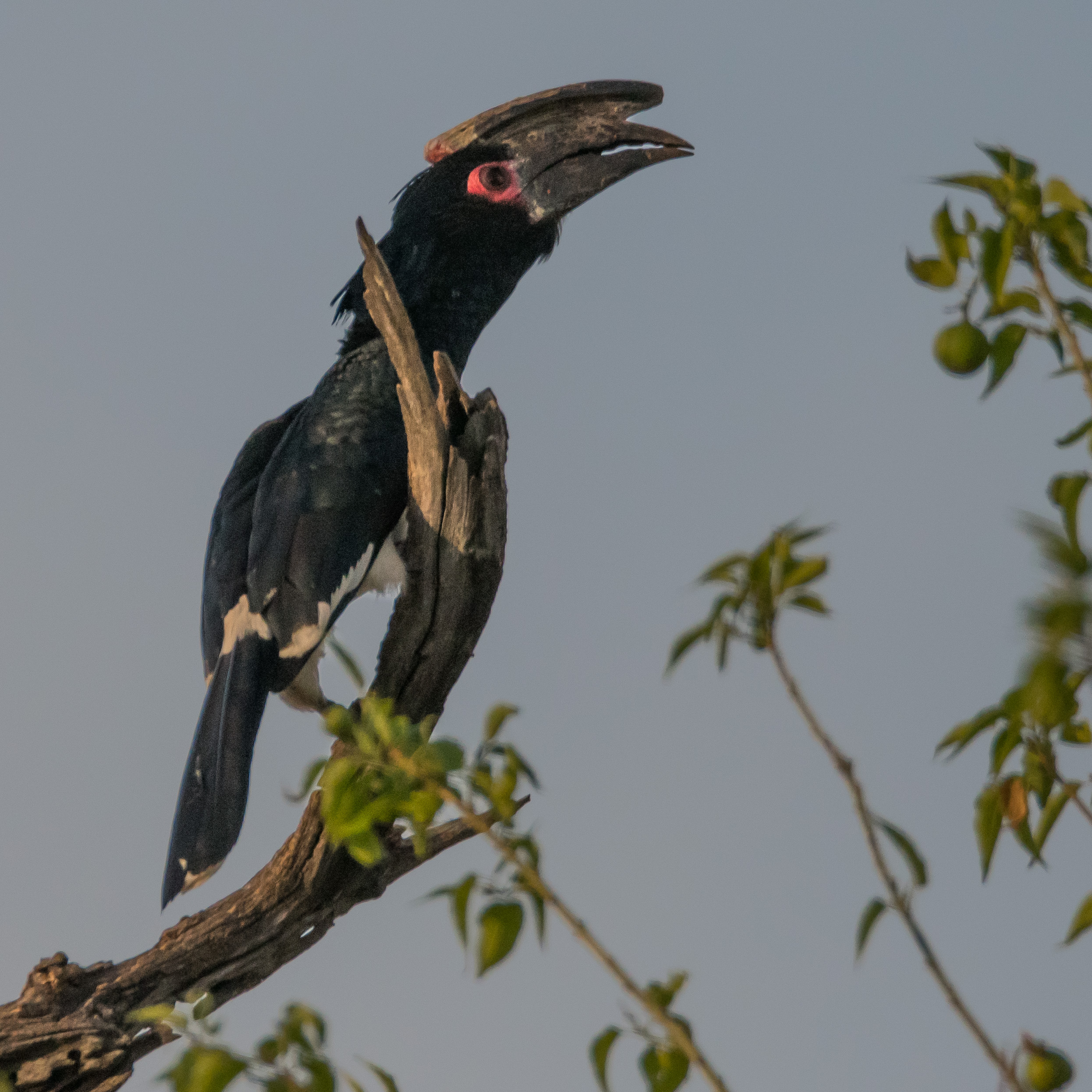 Calao trompette (Trumpeter hornbill, Bycanistes bucinator), mâle adulte, Chobe National Park, Botswana.-6162.JPG